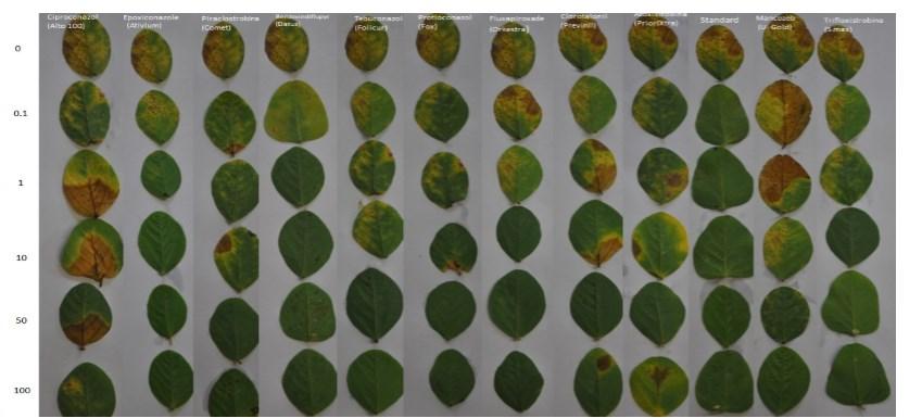 Figura 1. Ferrugem da soja (população de Uberlândia) em folhas destacadas, após incubação a 22 o C e 22 dias em diferentes concentrações (0 a 100 mg g -1 ) de fungicidas.