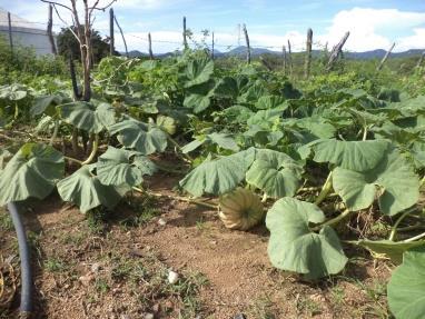 que sobre elas detêm vasto conhecimento (AS-PTA, 2014). Figura 1: Agricultura familiar a partir de sementes crioulas Figura 2.