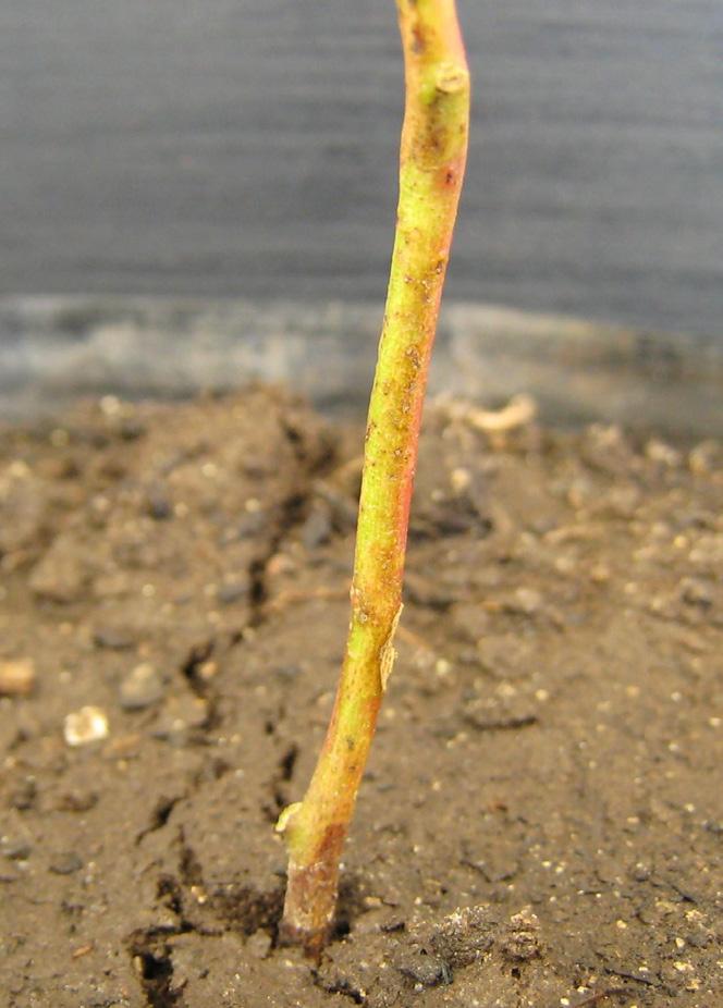 Caracterização de Danos de Gryllus sp.