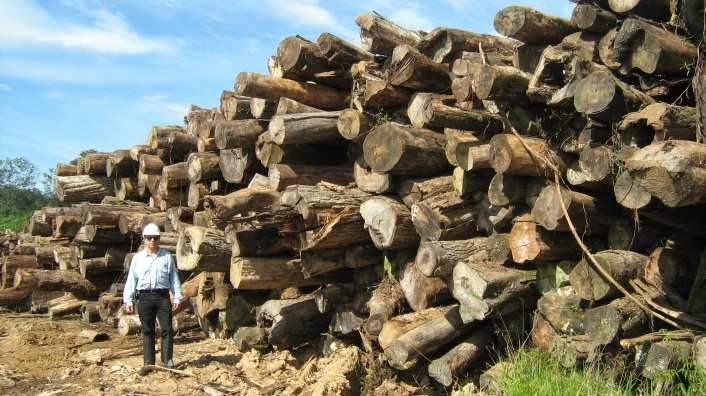 Foto 1 Pilha de toras O produto florestal LENHA também está estocado em pátios de madeira, em pilhas ao ar