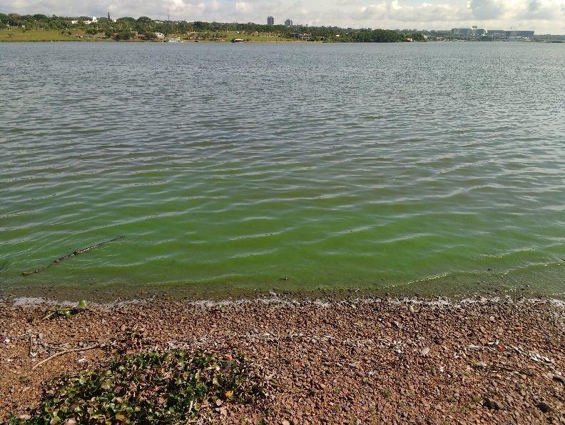 Cianobactérias No dia 10 de novembro de 2016 foi observada no Lago Paranoá uma extensa mancha