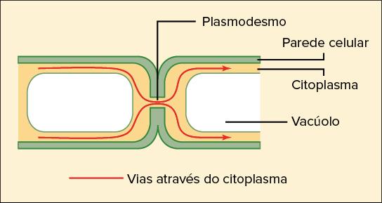 Estrutura e fisiologia da Membrana Plasmática - Parte 2 
