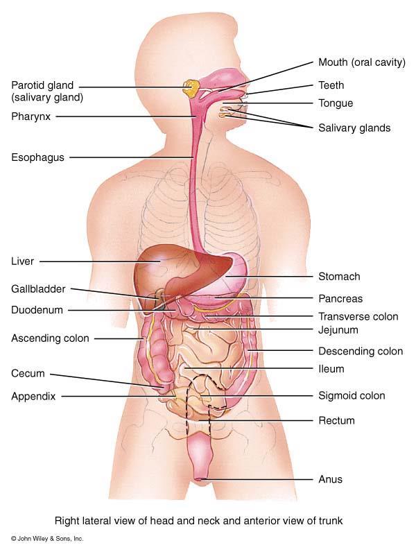 TGI boca esôfago Intestino delgado duodeno