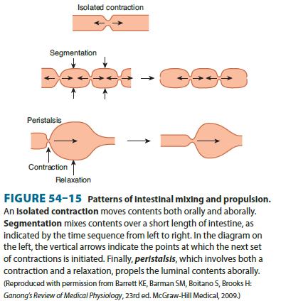 Intestino