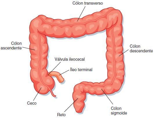 Intestino Grosso Cecum (válvula íleocecal) Cólom Ascendente }