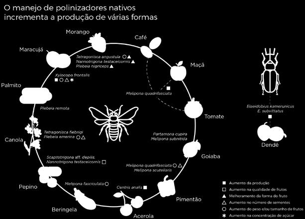 solitárias. Figura 9. O Brasil abriga grande diversidade de espécies de polinizadores, sendo as abelhas o grupo com maior riqueza.