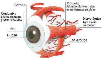 membrana que reveste o fundo do olho, formada