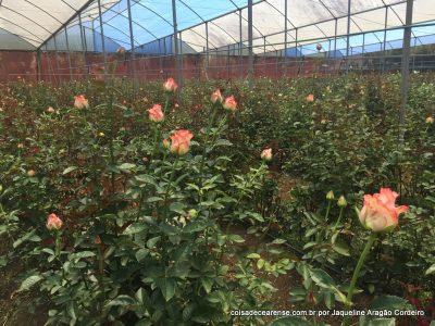 A Reijers é a maior produtora de rosas de estufa do Brasil. Em São Benedito, sua fazenda também leva outro título: é a maior unidade concentrada em produção de flores no País, com 48 hectares.