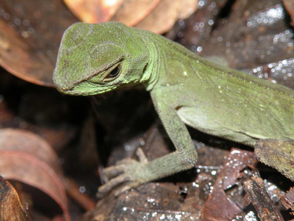 31 Figura 7. Espécime de Enyalius perditus macho registrado em áreas de mata do PEIB, MG. Foto: Lúcio M. C. Lima.