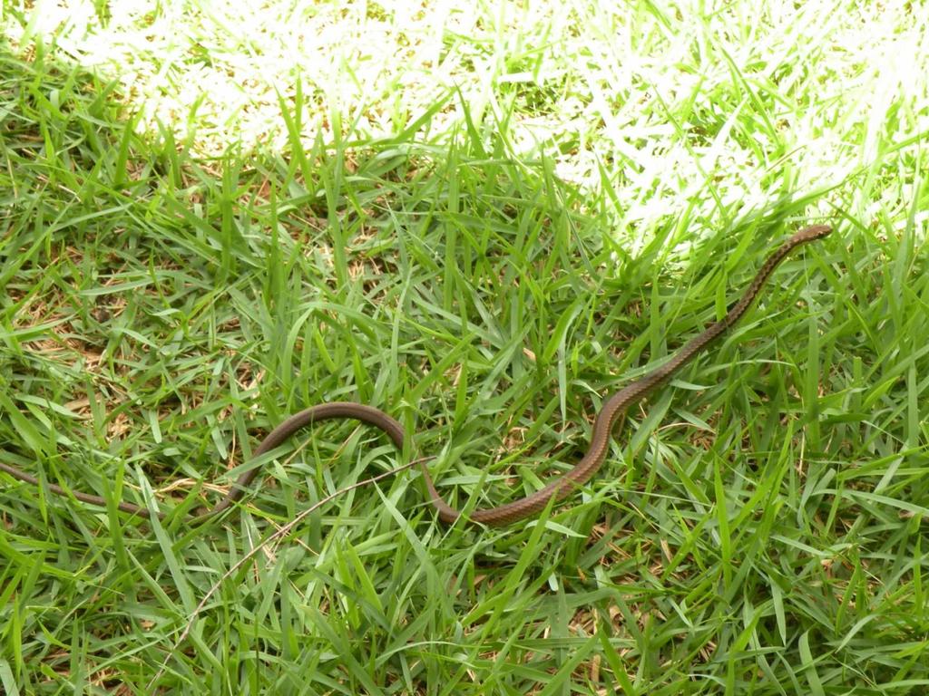 33 Figura 09. Exemplar de Echinanthera melanostigma capturado na área Mata Grande do Parque Estadual do Ibitipoca, MG. Foto: Lúcio M. C. Lima.