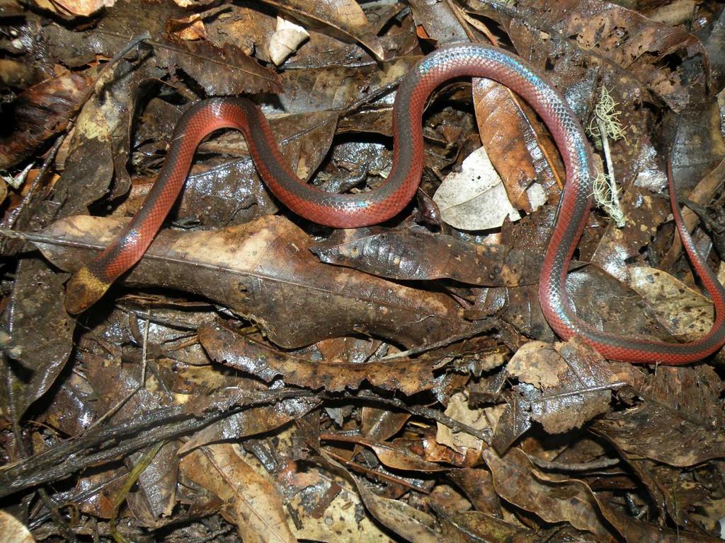 35 Figura 11. Exemplar de Mussurana montana coletado na área Matinha do Parque Estadual do Ibitipoca, MG. Foto: Lúcio M. C. Lima.