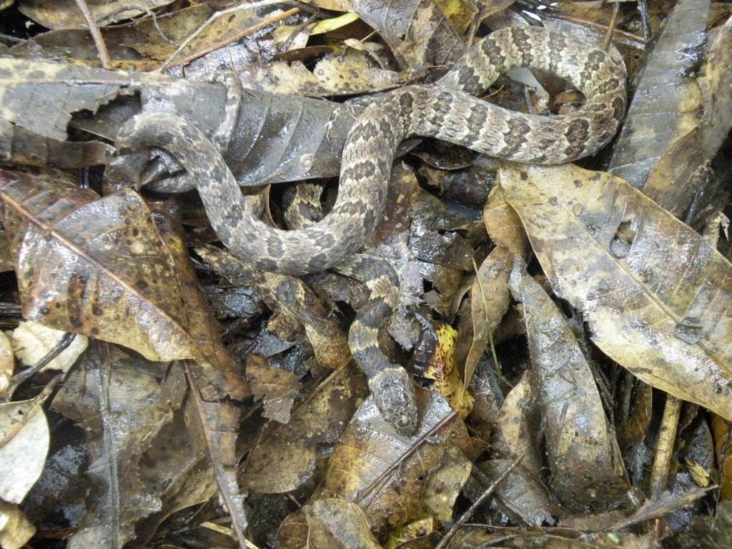 36 Figura 12. Indivíduo de Sibynomorphus neuwiedi registrado pelo método de busca ativa na área Mata das Casas, no Parque Estadual do Ibitipoca, MG. Foto: Lúcio M. C. Lima.