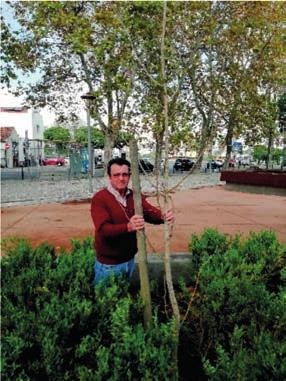 tulipifera Rui Lopes Orlanda