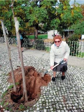 folha caduca Prunus