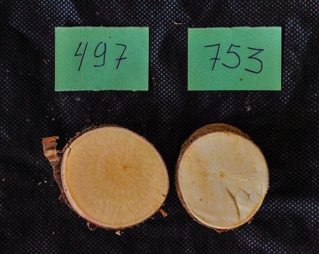 Resultados Mandiocas Amarelas Clone 497/8 BRS 399 Caráter