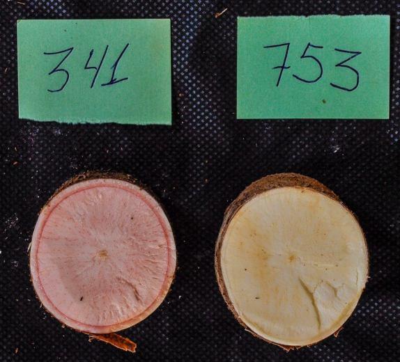 Resultados Mandiocas Rosadas Clone 341/8 BRS 400