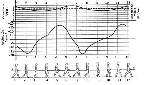 e torques de articulações e segmentos em 31 fases do ciclo de marcha visando estabelecer a base científica da cinemática e a cinética da marcha humana.