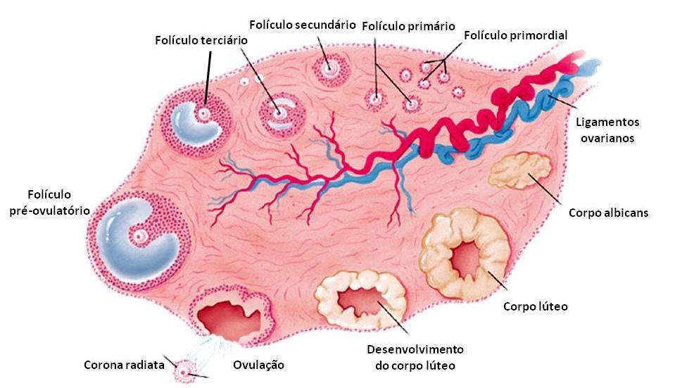 2 REVISÃO DE LITERATURA 2.1 Ovário mamífero O ovário dos mamíferos destaca-se por ser um órgão complexo, desempenhando funções endócrinas e gametogênicas (BRISTOL-GOULD e WOODRUFF, 2006).