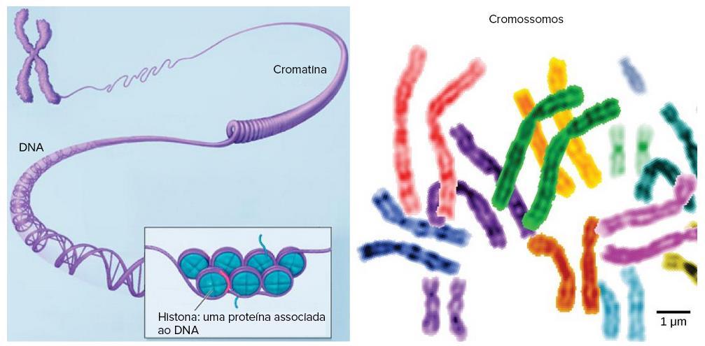 Fonte: Khan Academy. Créditos da imagem : OpenStax Biology.