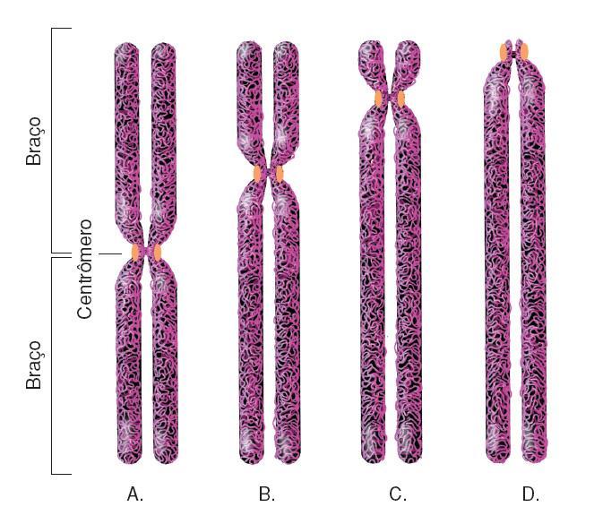 C) Classificação: Os cromossomos humanos são classificados morfologicamente em: - A :