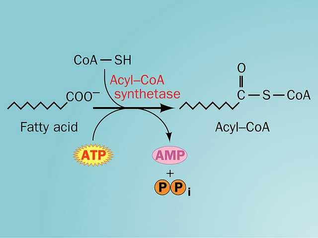 Ativação do ácido graxo pela ação da
