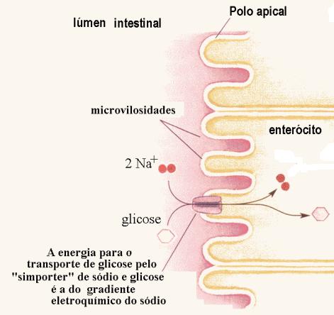 transporte de glicose no polo apical dos enterócitos éum transporte activo secundário em que o processo exergónico é a passagem de iões sódio para dentro das células a favor do gradiente