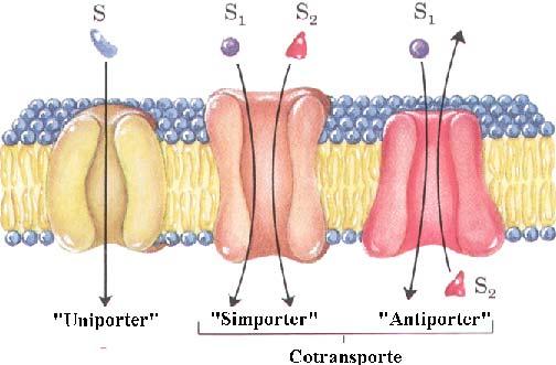 Aquando da síntese de ATP pela síntase de ATP mitocondrial (complexo V) ocorre um processo que é o inverso do que corresponde aos processos de transporte activo primário: uma reacção enzímica