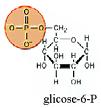 Exemplos de ligações que podem sofrer rotura hidrolítica: 1- éster (produtos = álcool ácido) ou tioéster (produtos = tiol ácido) 2- lactona (produtos = álcool ácido; notar que neste caso, porque a