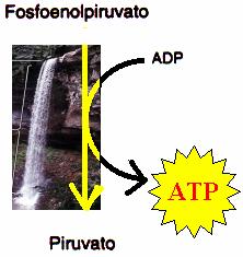 ADP Y-P. As reacções catalisadas pelas cínases chamam-se fosforilações.