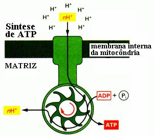 3) As oxídases também são oxi-redútases. Catalisam reacções em que o 2 é um dos reagentes que se reduz a H 2, a peróxido de hidrogénio (H 2 2 ) ou a superóxido ( 2 - ). 2 cyt. c (Fe 2 )½ 2 2 cyt.