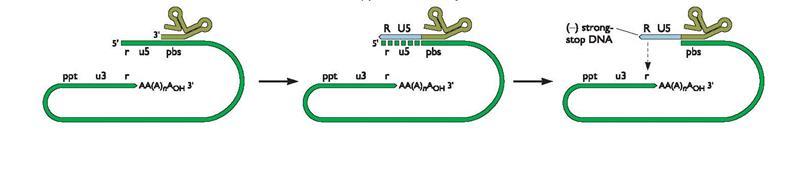 Transcrição Reversa RNA-dependent DNA