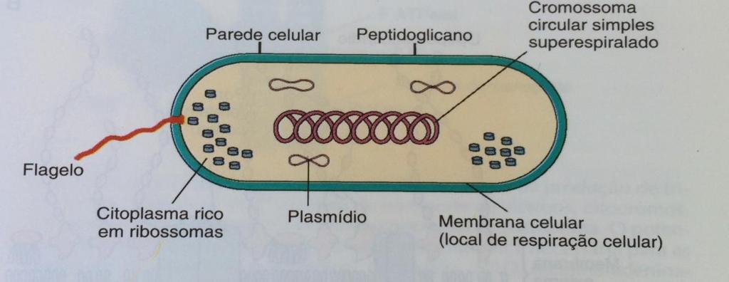 3- β-lactamases 3.