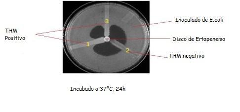 16-24h, a 35+-2ºC. Após este período, como se pode constatar na figura 9, um resultado positivo (1 e 3) para carbapenemase mostra crescimento de E.