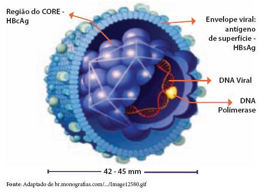 18 circularmente contendo 3200 nucleotídeos. A nível de genoma encontra-se enzimas como a DNA-polimerase e a fosfoquinase.