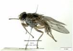 Fig. 4 - Glossina morsitans morsitans (Diptera, Glossinidae). Fotografia de Maria Odete Afonso e António Paulo Almeida (IHMT).