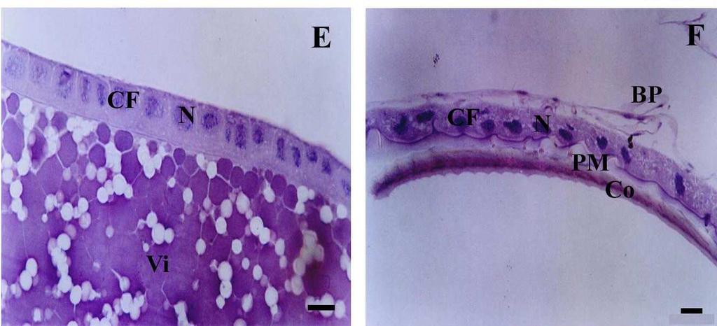 E, F) detalhes de células foliculares em diferentes estágios de desenvolvimento.