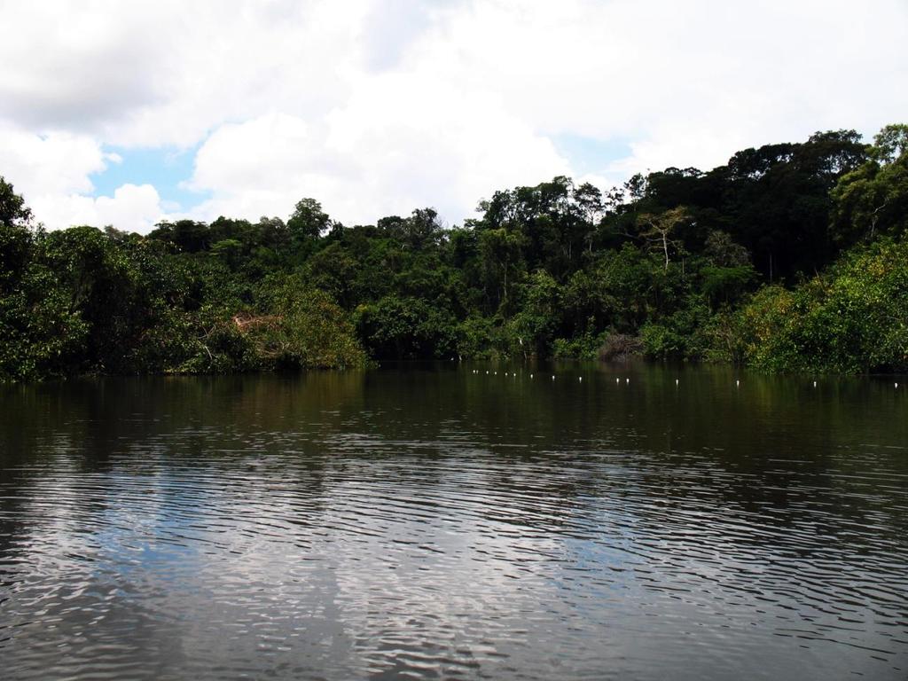 22 Figura 4. Local de coleta no rio Jaciparaná, bacia do rio Madeira, Brasil. Foto: Taís Melo. 3.
