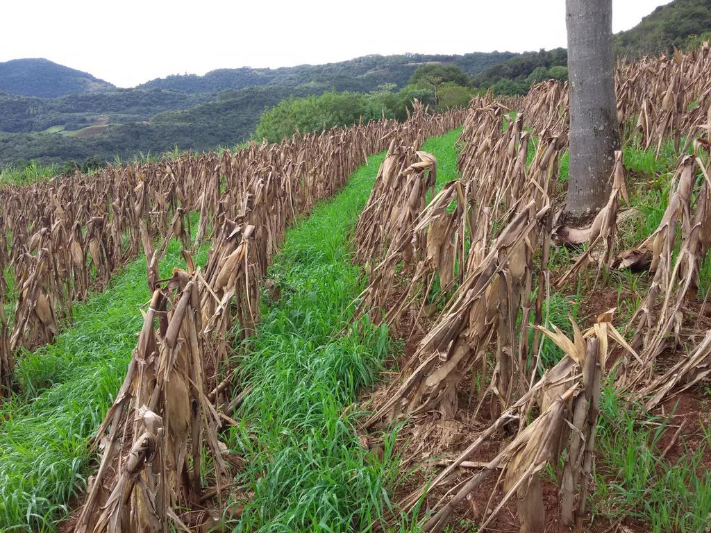 Sistemas de cultivo milho pós fumo- plantio direto Milho com sobressemeadura de aveia