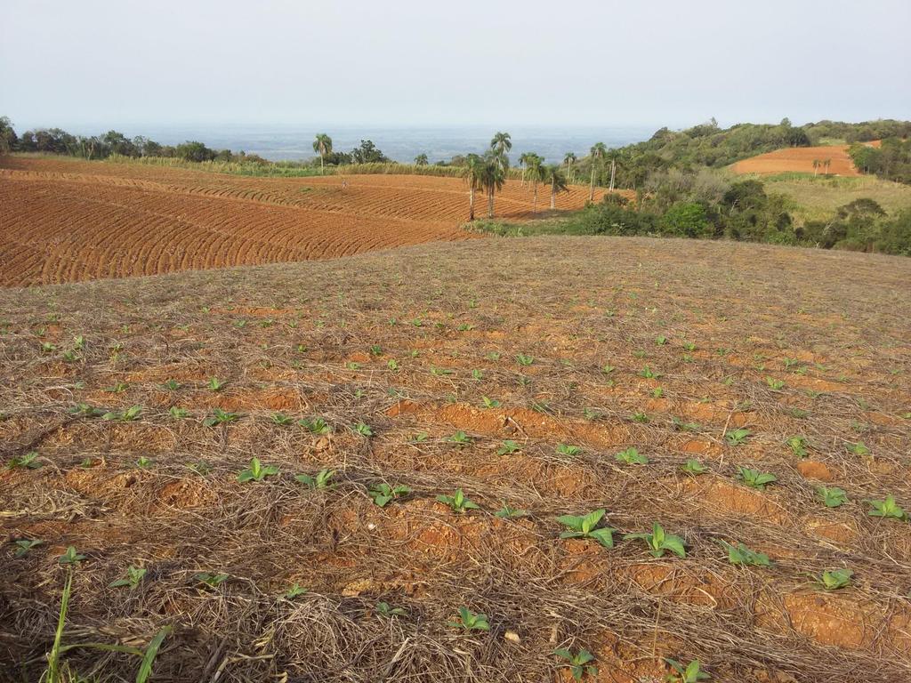 Sistemas de cultivo contraste Preparo convencional - solo