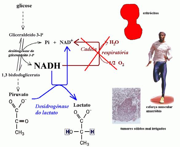 Eº = -0,185 (-0,315) = +0,13] 6 o que poderia fazer-nos pensar que o sentido desta reacção (catalisada pela desidrogénase do lactato) seria sempre aquela em que o piruvato funciona como oxidante e o