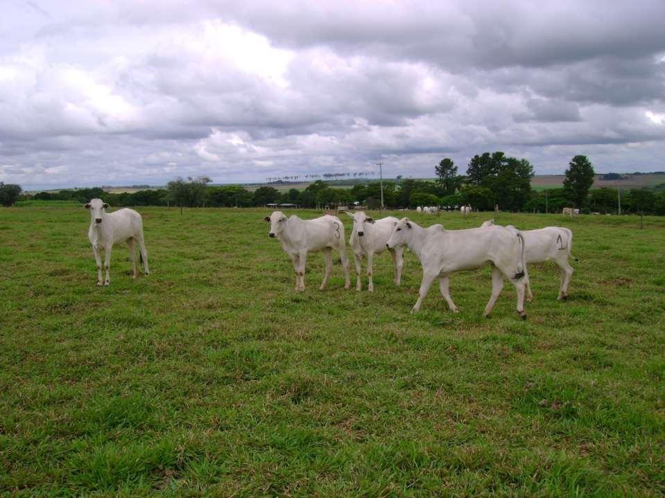 Estudos FCAV/UNESP - Jaboticabal Águas de 2008 / 2009 Com base nos resultados de desempenho das águas de 2007/2008 (Casagrande)