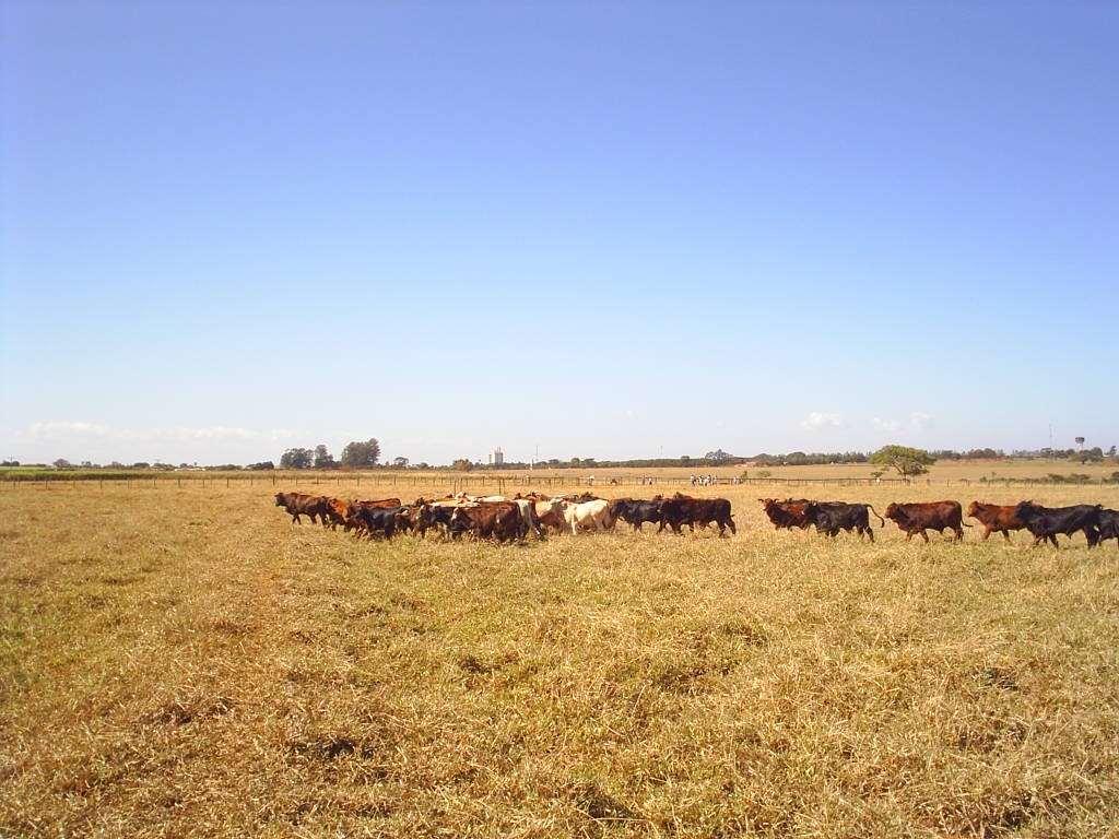 Período seco Acúmulo forragem 1 a Etapa Correção nutrientes limitantes 2 a Etapa Atender a