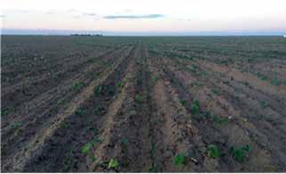 Figura 6 - Plantio de feijão-comum cores, em Barreiras - BA Na região centro-oeste, a previsão é que a área seja menor que na última safra. Estima-se que 32% da área já foi semeada.