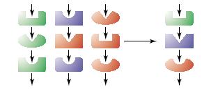 e) Recrutamento de enzimas Considerado a principal força na evolução de vias