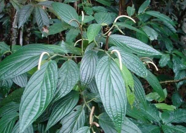 Na Estação de Pesquisa Treinamento e Educação Ambiental Mata do Paraíso (EPTEAMP), maior fragmento florestal de Viçosa e local do presente estudo, foram reconhecidos 18 táxons de Piperaceae,