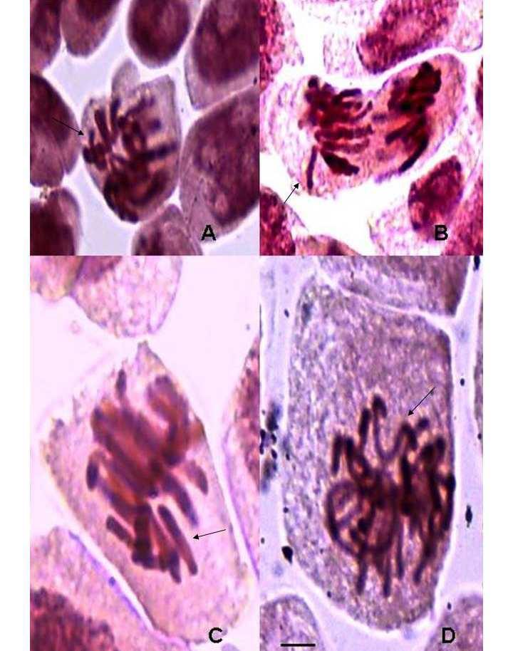 Para espécies como Mikania glomerata (DALLA NORA et al., 2010), Mikania cordifolia (DIAS et al., 2014) e Baccharis trimera (PINHO et al.