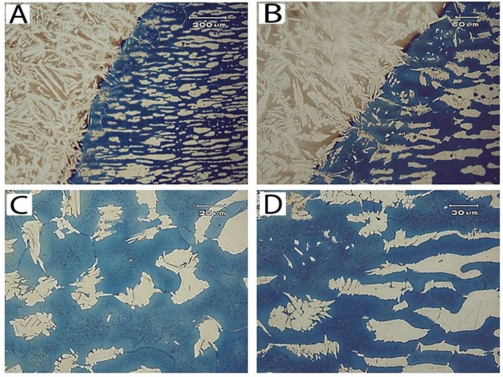 Figura 3: (A) Micrografia da região da ZAC junta A. (B) Micrografia da ZAC revelando intermetálicos. (C) ZAC (D) ZAC. 3.2.