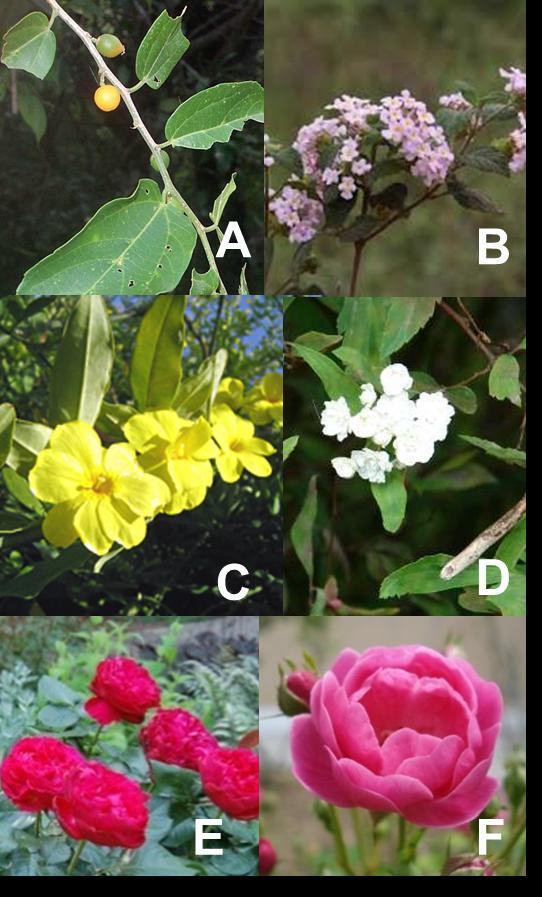 28 Figura 5 Espécies classificadas em campo como trepadeiras passivas. A: Celtis iguanaea; B: Lantana fucata; C: Jasminum mesnyi; D: Spiraea cantoniensis; E: Rosa sp.2; F: Rosa sp.1.