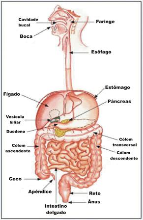 Tubo digestório O tubo digestório é composto pelos seguintes órgãos: boca, faringe,