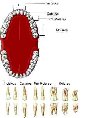 Dentes Os dentes cortam, prendem e trituramos alimentos.